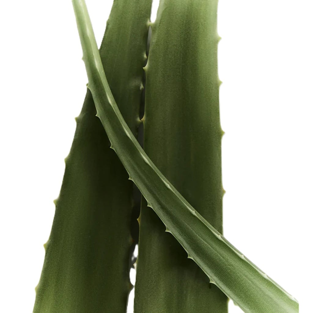 سكراب الجسم راديانس رينيو-1